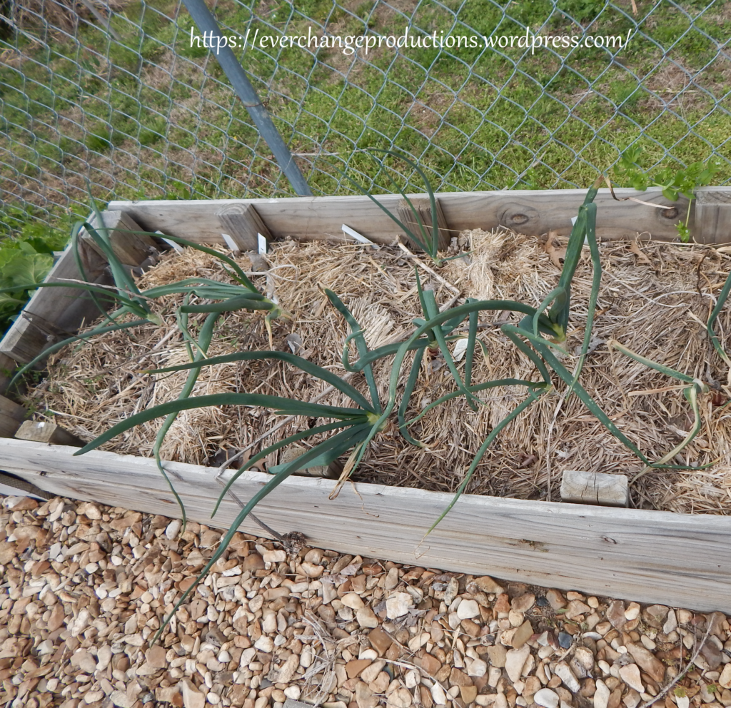 Raised Bed Made From Repurposed Fence Post