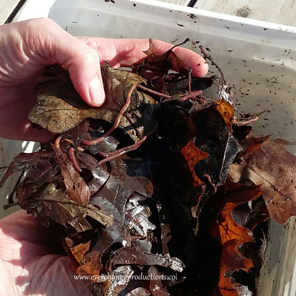 DIY Build Your Own Vermicomposting Factory Step 3