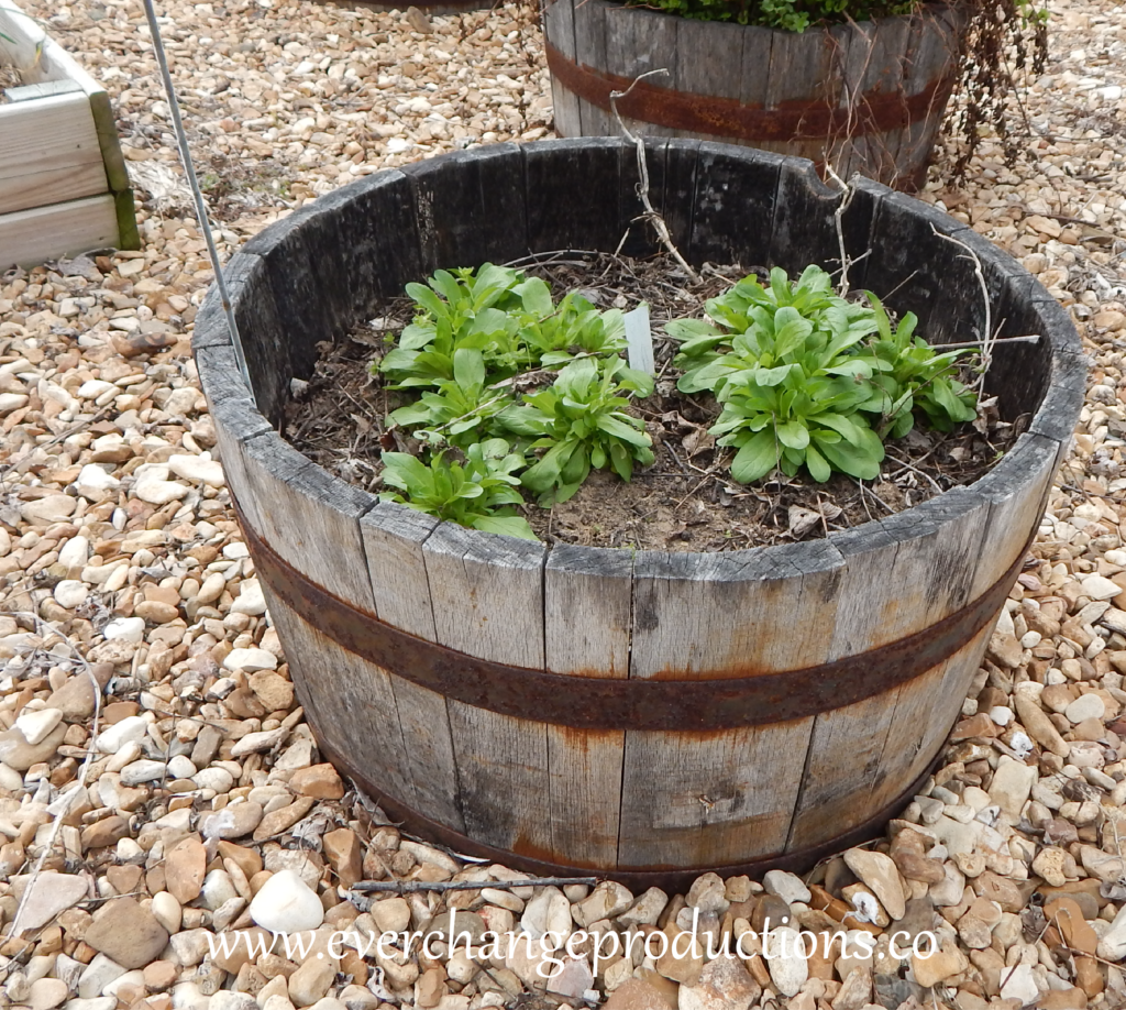 Garden containers can be a great way to garden in a small space.