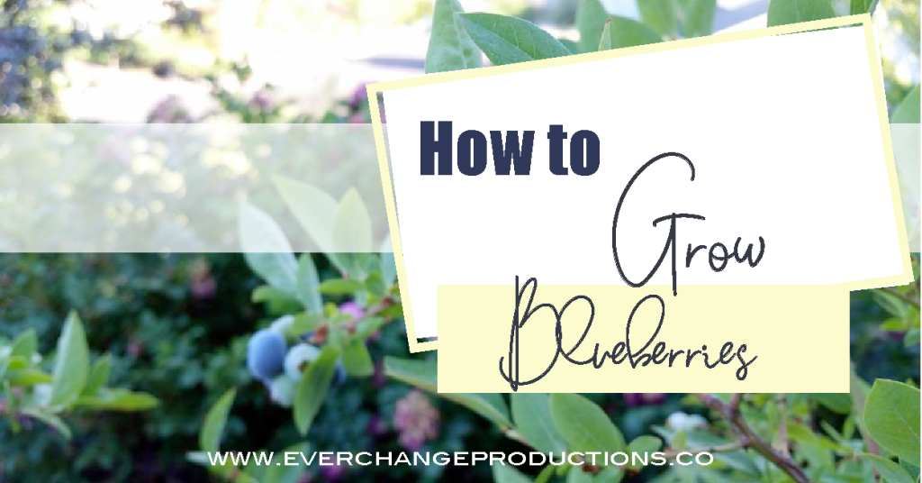 A picture of blueberry bushes with the text "How to grow blueberries""