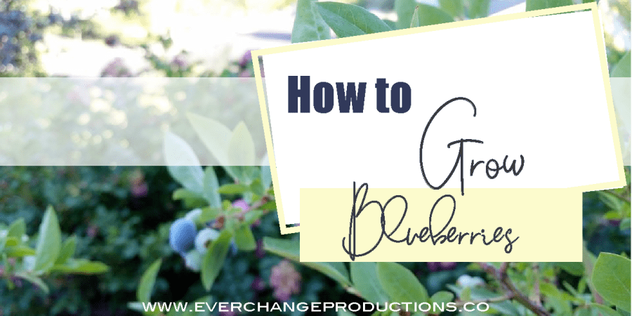 A picture of blueberry bushes with the text "How to grow blueberries""