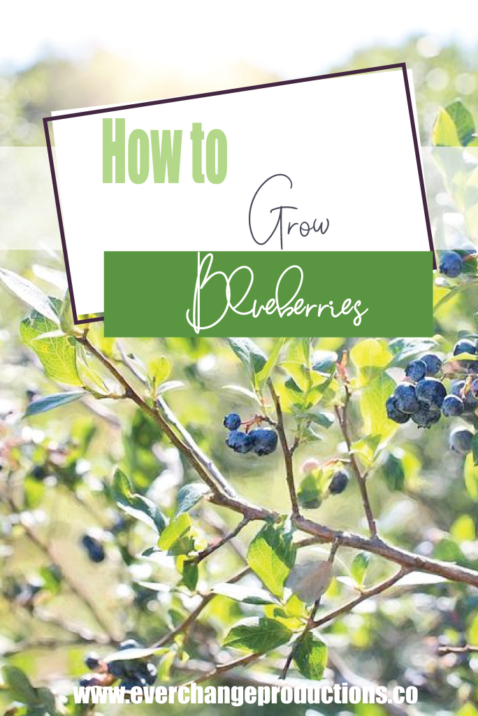 A picture of blueberry bushes with the text "How to grow blueberries""