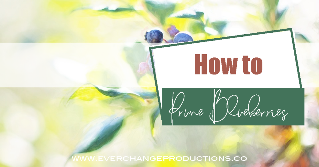 how to prune blueberries cover picture with a blueberry bush