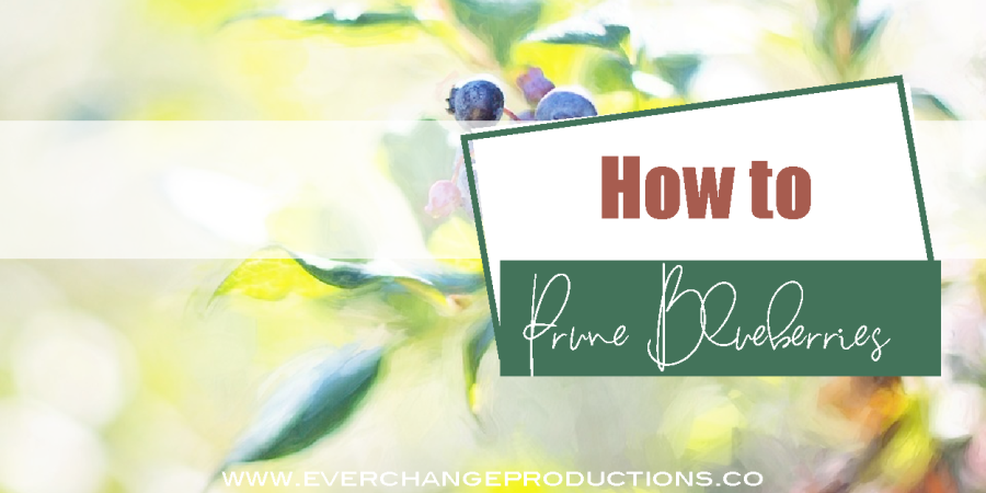 how to prune blueberries cover picture with a blueberry bush