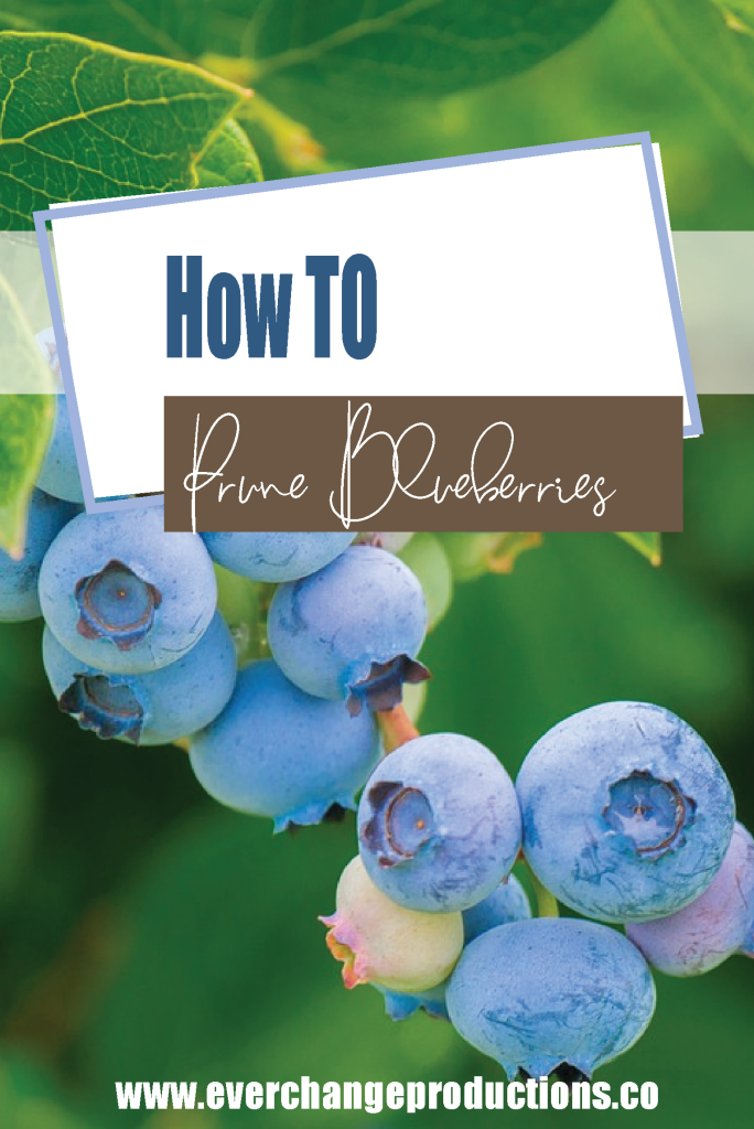 how to prune blueberries long image with a blueberry bush